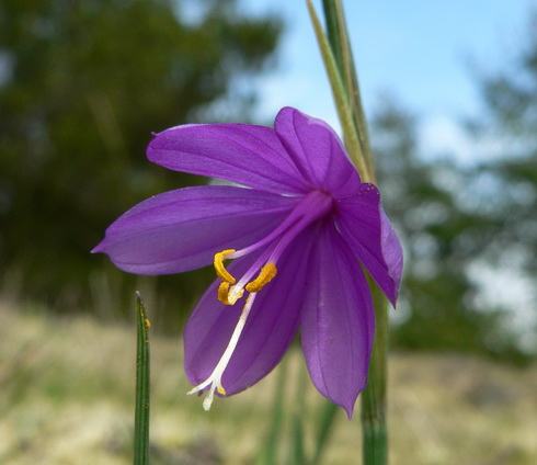 Olsynium Flower