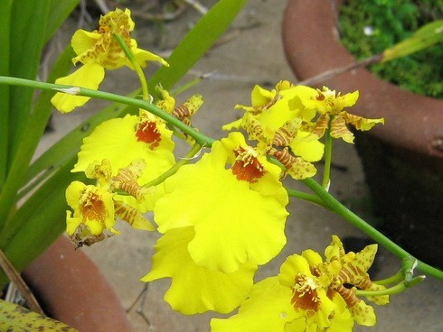 Oncidium