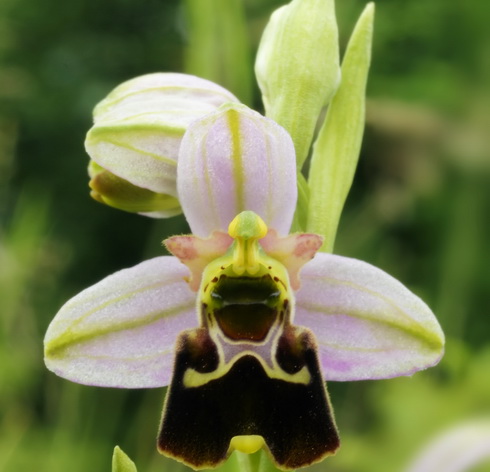 Ophrys