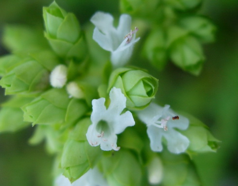 Origanum