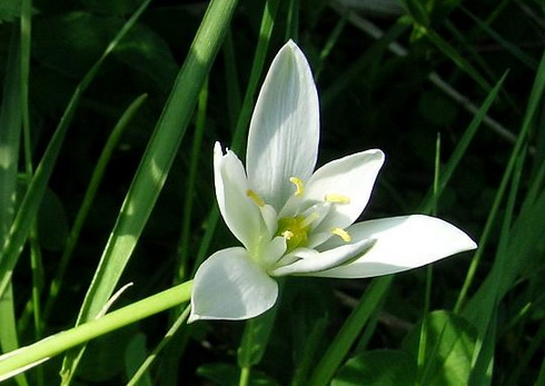 Ornithogalum Flower