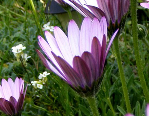 Osteospermum