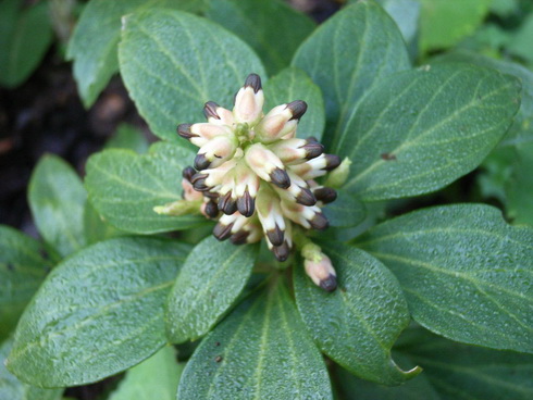 Pachysandra