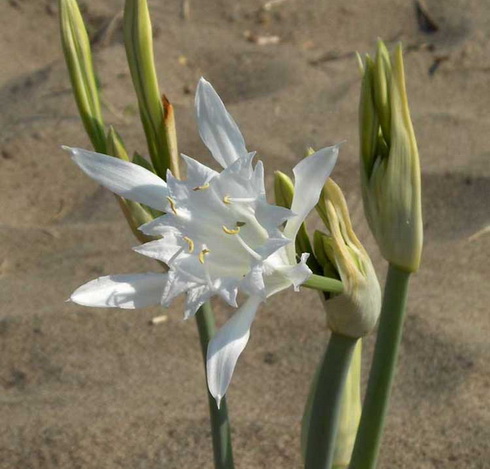 Pancratium Flower