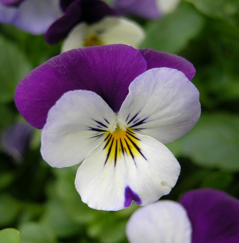 Pansy Flower