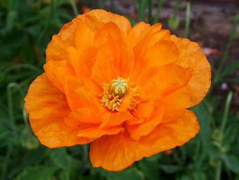 Papaver Flower