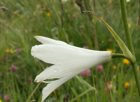 Paradisea Flower