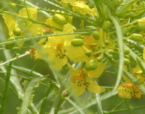 Parkinsonia