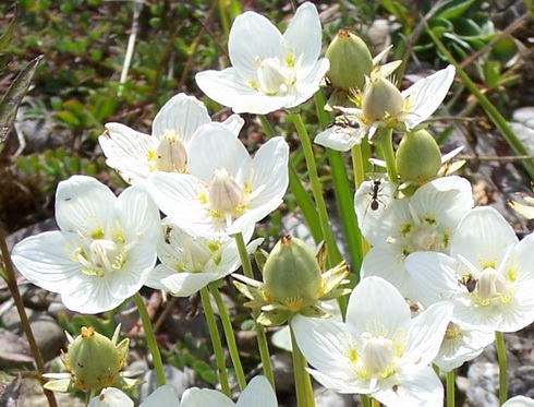 Parnassia