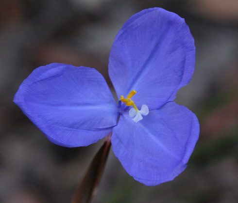 Patersonia