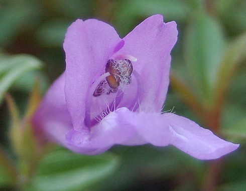 Penstemon Flower