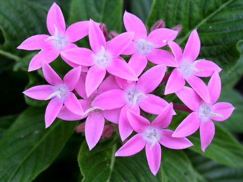 Pentas Flower