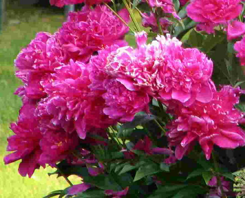 Peony Flowers