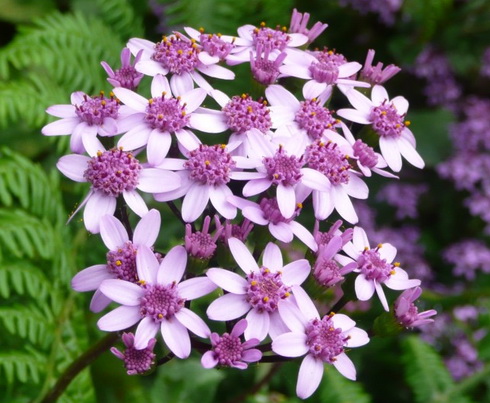 Pericallis