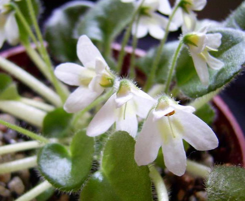 Petrocosmea