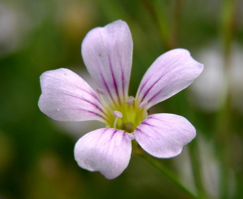 Petrorhagia Flower