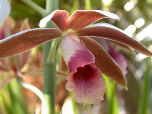 Phaius Flower