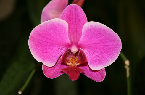 Phalaenopsis Flower