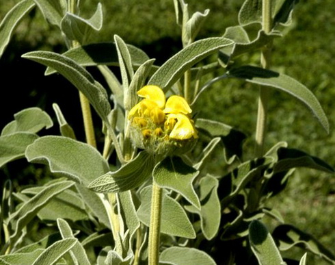 Phlomis