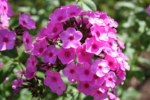 Phlox Flower