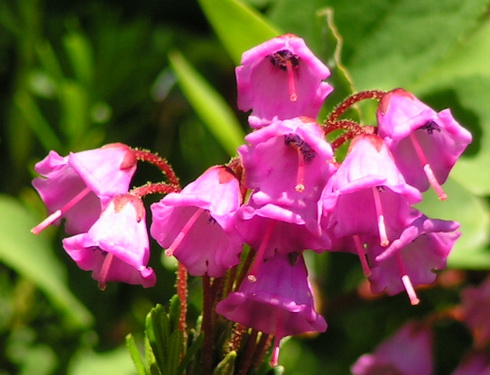 Phyllodoce Flower