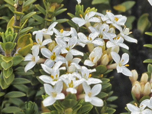 Pimelea