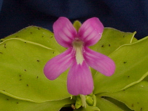 Pinguicula Flower