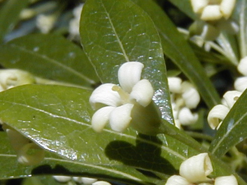 Pittosporum