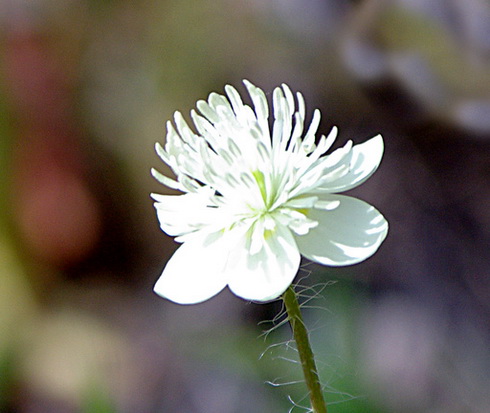 Platystemon Flower