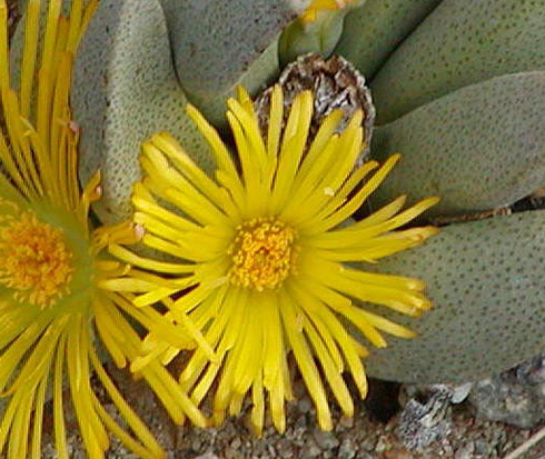 Pleiospilos