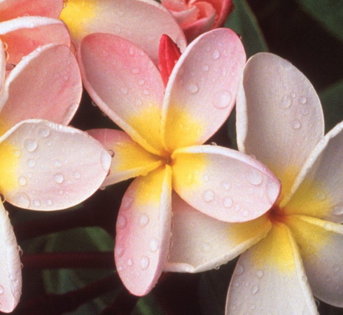 Plumeria