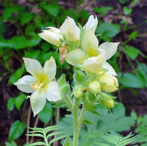 Polemonium Flower