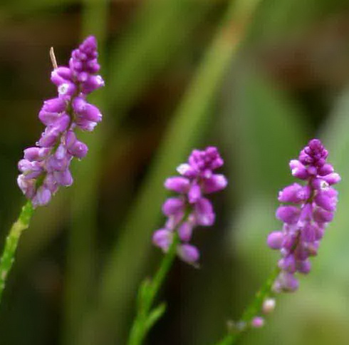 Polygala