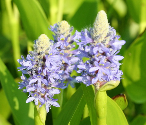 Pontederia