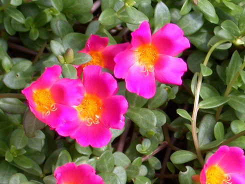 Portulaca