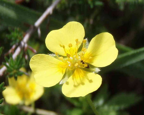 Potentilla