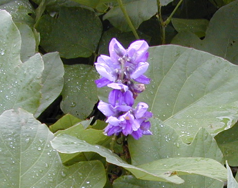 Pueraria