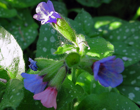 Pulmonaria