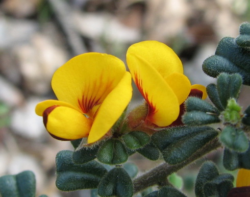 Pultenaea