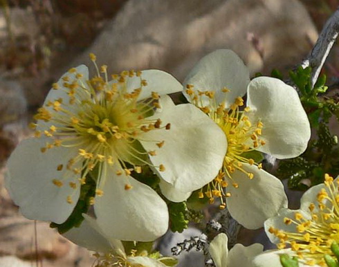 Purshia Flower