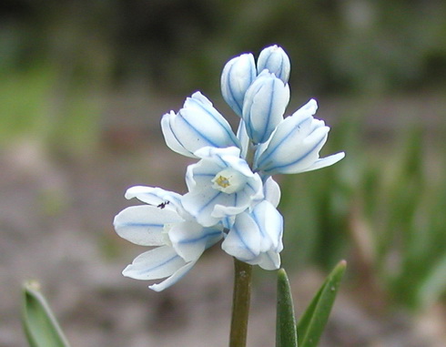 Puschkinia Flower