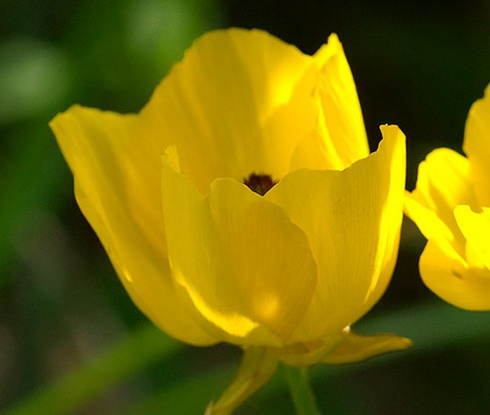 Ranunculus Flower