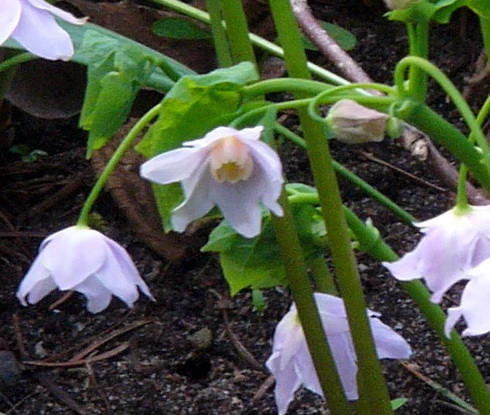 Ranzania Flowers