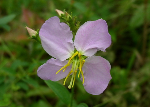 Rhexia