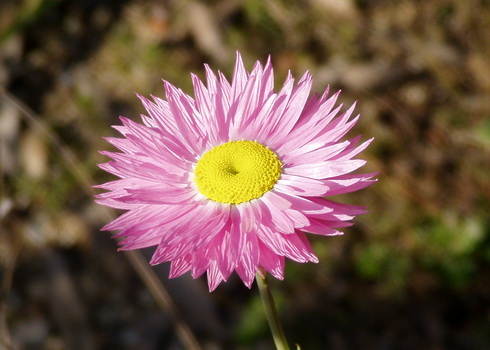 Rhodanthe Flower