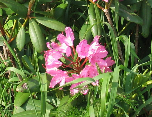 Rhododendron