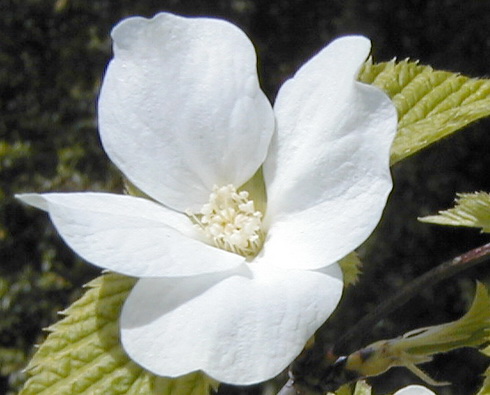 Rhodotypos Flower