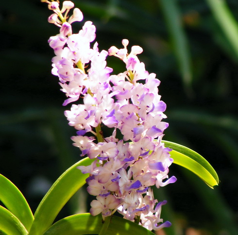 Rhynchostylis