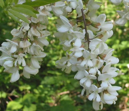 Robinia