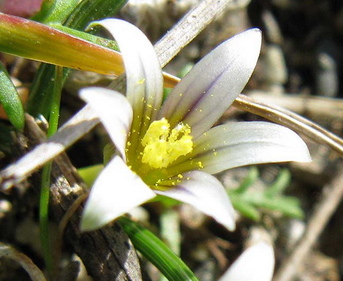 Romulea Flower